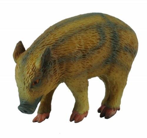 Warchlak jedzący, Collecta
