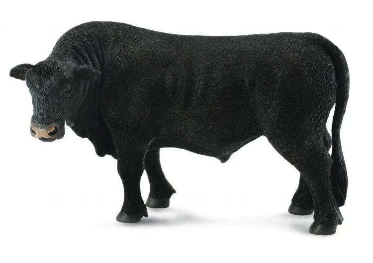 Byk czarny angus, Collecta