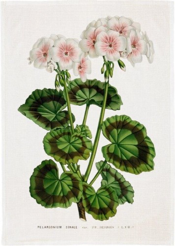 Ręcznik kuchenny - Biała pelargonia