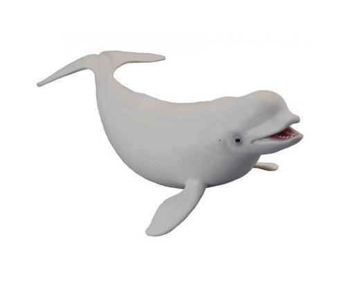 Wieloryb bieługa, Collecta