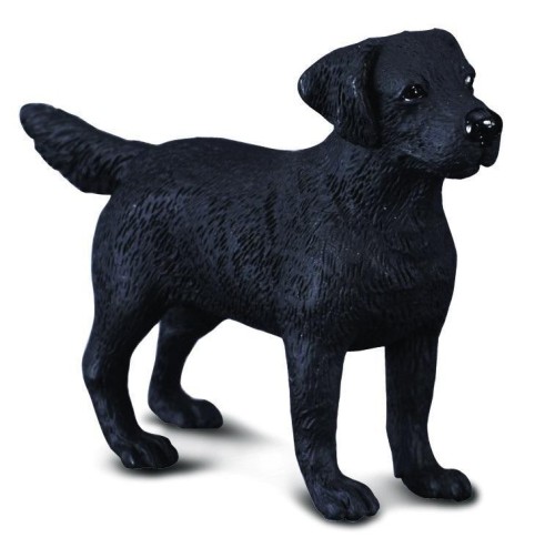 Pies labrador, Collecta