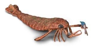 Collecta Jaekelopterus, Collecta