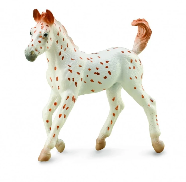 Źrebię Knabstrupper, Collecta