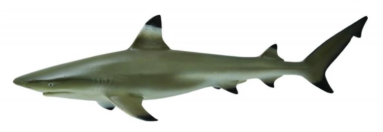 Żarłacz rafowy czarnopłetwy, Collecta