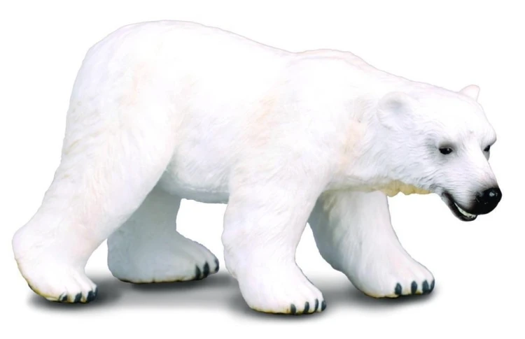 Niedźwiedź polarny, Collecta