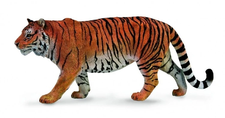 Tygrys syberyjski, Collecta
