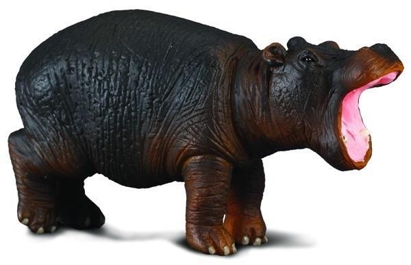 Hipopotam młody, Collecta