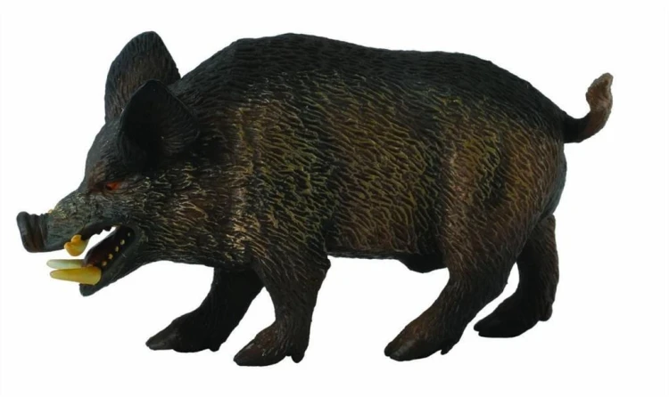 Dzik odyniec, Collecta