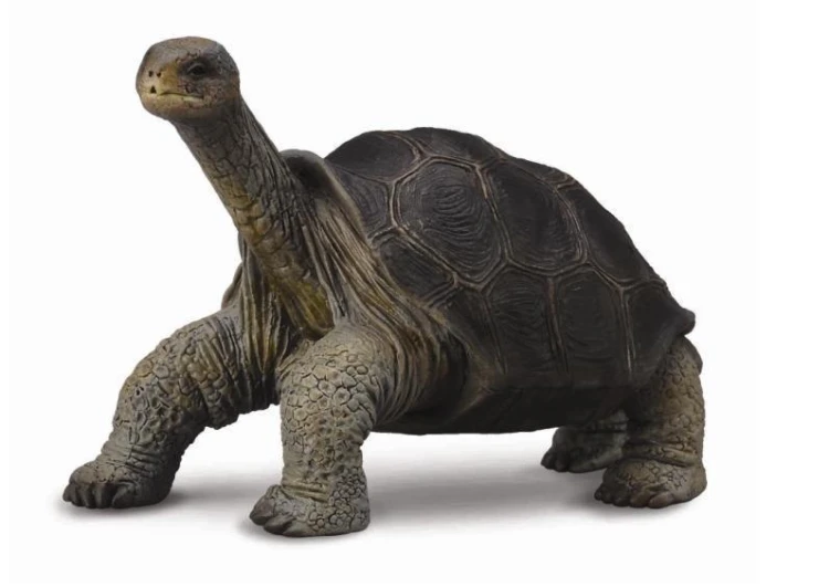Żółw z wyspy Pinta, Collecta