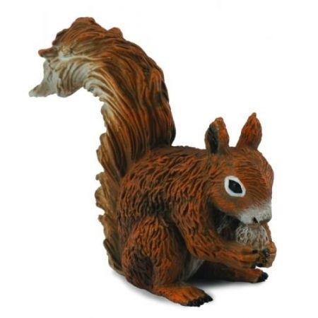 Wiewiórka czerwona jedząca, Collecta
