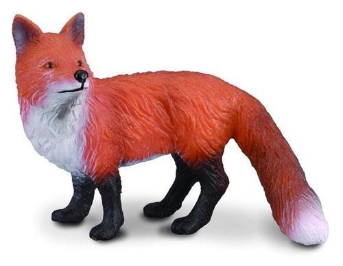 Lis pospolity, Collecta