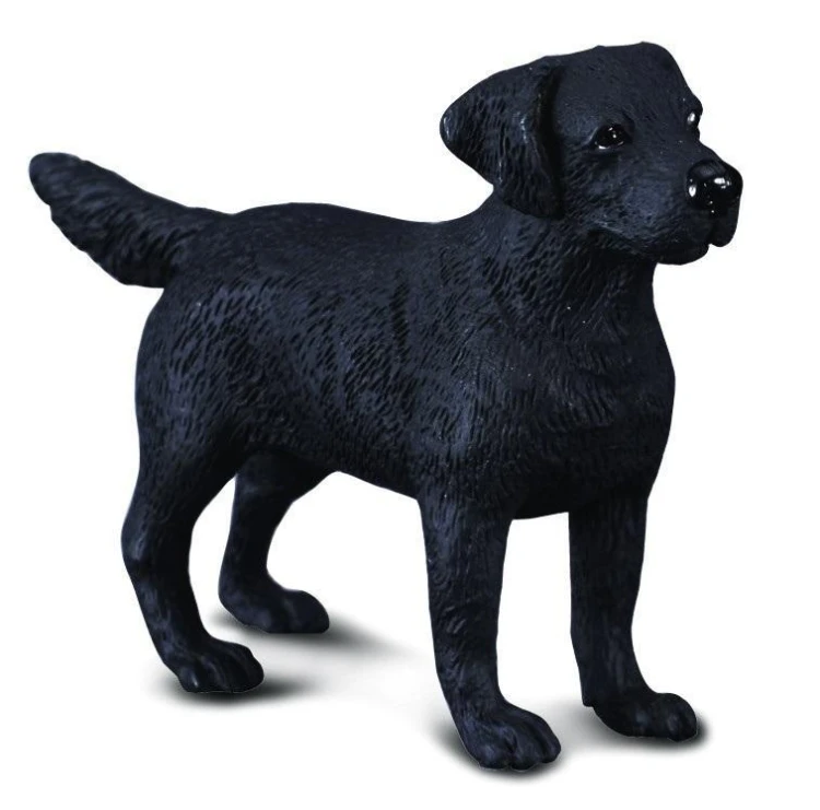 Pies labrador, Collecta
