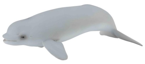 Wieloryb beluga młode, Collecta