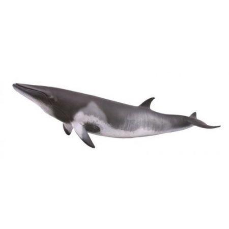 Płetwal karłowaty, Collecta