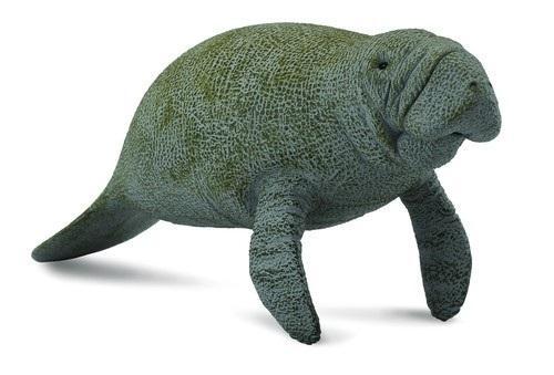 Słoń morski, Collecta
