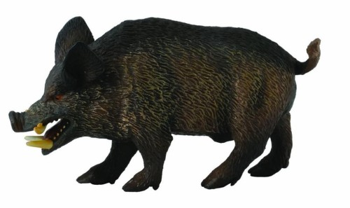 Dzik odyniec, Collecta