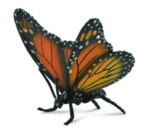 Motyl królewski, Collecta