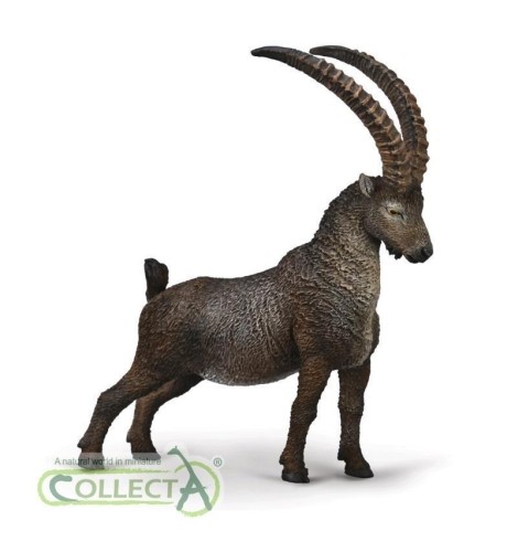 Koziorożec Alpejski, Collecta
