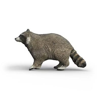 Szop pracz, SCHLEICH