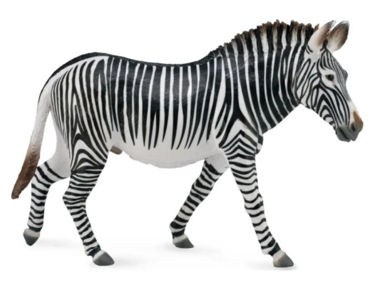 Zebra Grevy's, Collecta