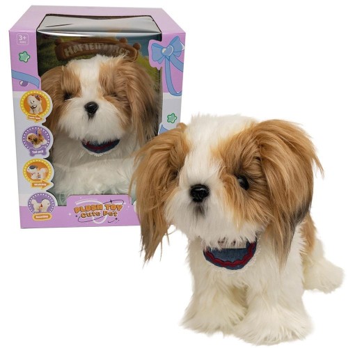 Piesek Shih Tzu, Askato
