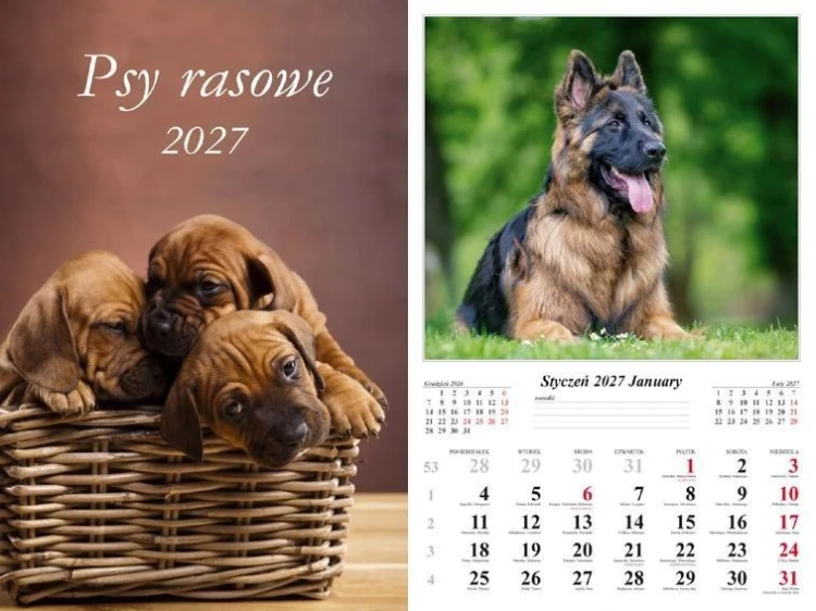 Kalendarz 2027 ścienny Psy rasowe
