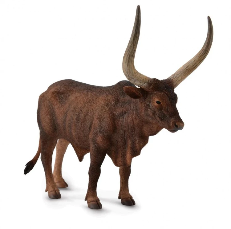 Byk ankole-watusi, Collecta