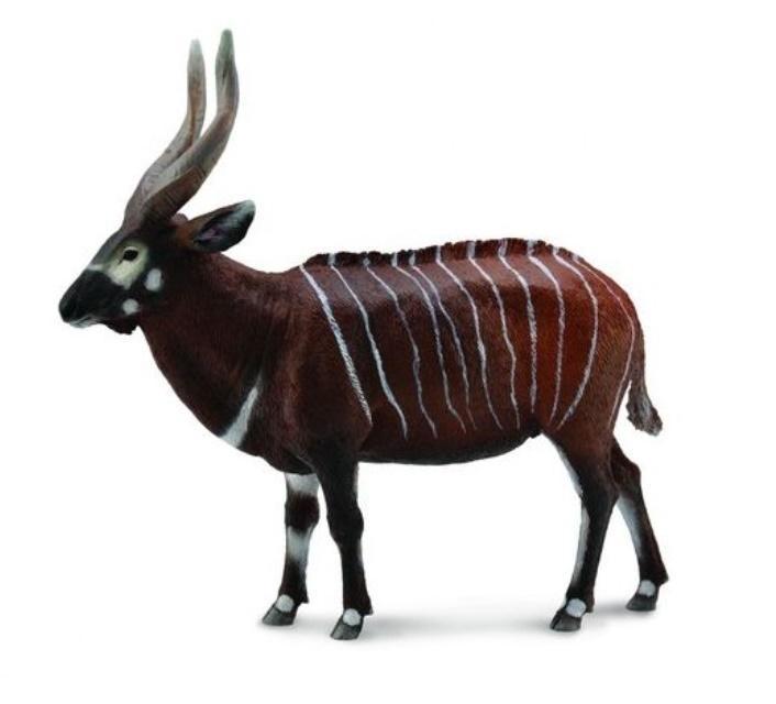 Antylopa bongo, Collecta
