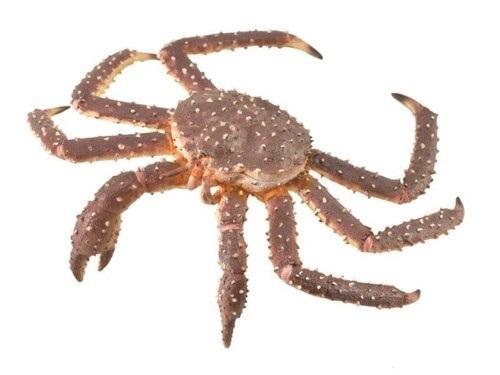 Krab królewski, Collecta