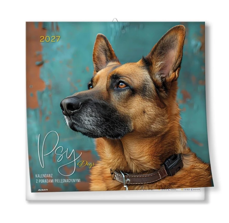 Kalendarz 2027 ścienny 30x30cm Psy z poradami