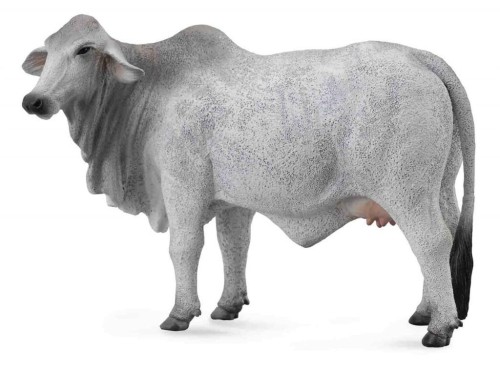 Krowa brahman, Collecta