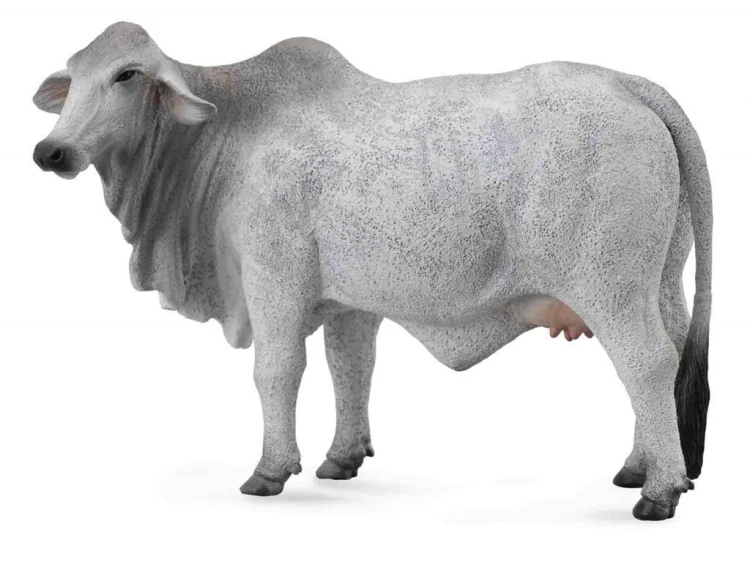 Krowa brahman, Collecta