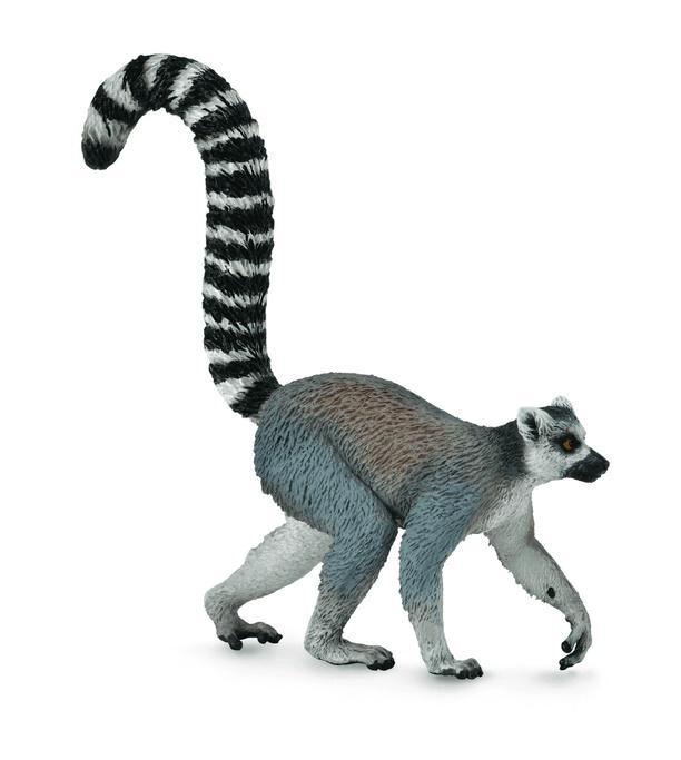 Ring-Tailed Lemur, Collecta