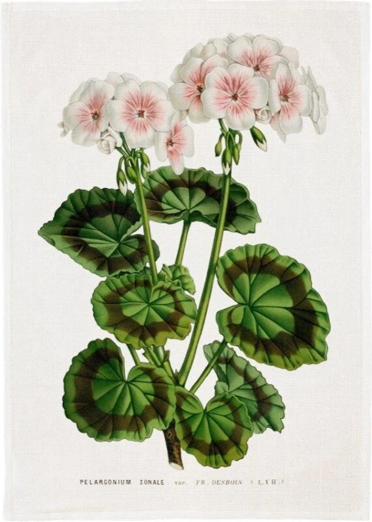 Ręcznik kuchenny - Biała pelargonia