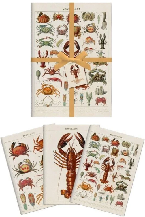 Zestaw 3 notatników A6 skorupiaki, Skona Ting