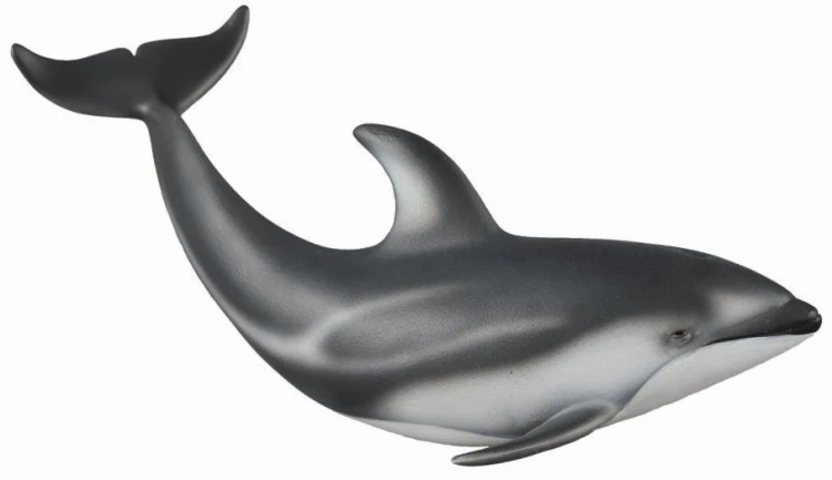 Delfin Pacyfic, Collecta