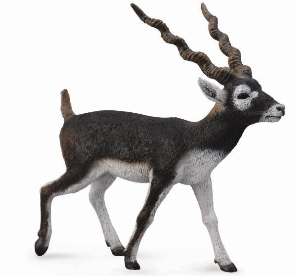 Antylopa Blackbuck, Collecta